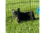 French Bulldog Puppy for sale in Tracys Landing, MD, USA