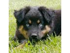 Miniature Australian Shepherd Puppy for sale in Monteagle, TN, USA