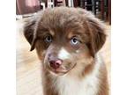 Miniature Australian Shepherd Puppy for sale in Monteagle, TN, USA