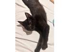 Adopt Wynn a Domestic Short Hair