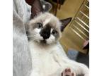 Adopt Poppet a Siamese, Domestic Short Hair