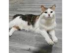 Adopt Esmeralda a Calico, Maine Coon