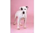 Adopt Millie a Pit Bull Terrier, Mixed Breed