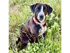 Adopt Clara a German Shorthaired Pointer