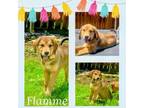 Adopt Flamme a Great Pyrenees, Bullmastiff