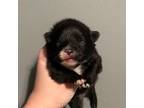 Pomeranian Puppy for sale in Williamsburg, OH, USA