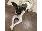 Adopt Winnie a Jack Russell Terrier, Mixed Breed