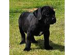 Cane Corso Puppy for sale in Fort Mitchell, AL, USA