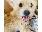 Adopt Joy a Cairn Terrier