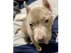 Adopt Frappuccino a Pit Bull Terrier, American Staffordshire Terrier