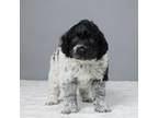 Portuguese Water Dog Puppy for sale in Apple Creek, OH, USA