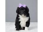 Portuguese Water Dog Puppy for sale in Apple Creek, OH, USA