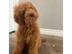 Goldendoodle Puppy for sale in Los Angeles, CA, USA