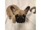 French Bulldog Puppy for sale in Henniker, NH, USA