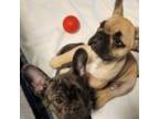 French Bulldog Puppy for sale in Henniker, NH, USA