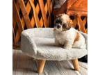 Shih-Poo Puppy for sale in Moreno Valley, CA, USA