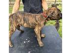 Cane Corso Puppy for sale in Indianapolis, IN, USA