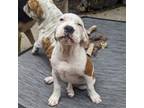 Bulldog Puppy for sale in Crystal River, FL, USA