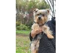 Adopt Clover a Yorkshire Terrier