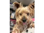 Adopt Ruby a Yorkshire Terrier