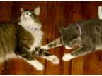 Adopt Boo and Josie a Domestic Short Hair, Tiger