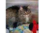 Adopt TOBY a Maine Coon, Domestic Long Hair