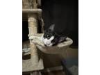 Adopt Anita a Domestic Short Hair