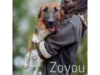 Adopt Zoyou a Mixed Breed
