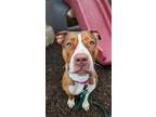 Adopt Tully a Mixed Breed