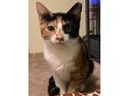 Adopt Callie a Domestic Short Hair