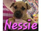 Adopt Nessie a Mixed Breed