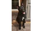 Adopt Remi a German Shepherd Dog