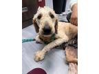 Adopt Layla a Goldendoodle
