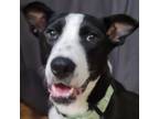 Adopt Opal a Border Collie