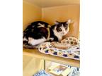 Adopt Cammie a Domestic Short Hair