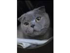 Adopt Delilah a Scottish Fold