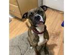 Adopt Tully a Boxer