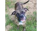 Adopt Tully a Boxer