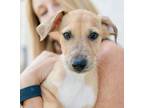 Adopt Melody (Elsa Pup) a Catahoula Leopard Dog, Coonhound