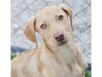 Adopt Chime-Adoption Fee Grant Eligible! a Catahoula Leopard Dog, Coonhound