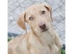 Adopt Chime (Elsa Pup) a Catahoula Leopard Dog, Greater Swiss Mountain Dog