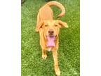 Adopt Clare-Adoption Fee Grant Eligible! a Catahoula Leopard Dog, Coonhound