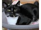 Adopt Lark a Domestic Short Hair