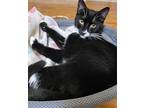 Adopt Wren a Domestic Short Hair