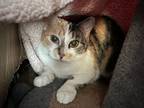 Adopt Biscuit a Calico