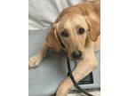 Adopt Francie a Yellow Labrador Retriever