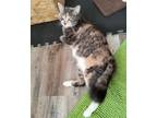 Adopt Missy a Domestic Short Hair