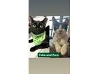 Adopt Zara and Zeke a Domestic Short Hair