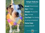 Adopt Dakota a Australian Shepherd, Cattle Dog