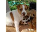 Adopt Kiwi a Labrador Retriever